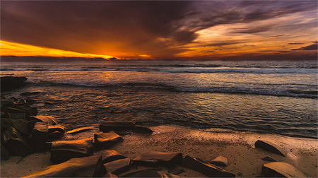 Paralarva with background